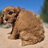 Cavapoo Pups 