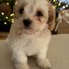 Really cute cavapoo multipoo mix last puppy.