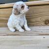 Sweet cavapoo female