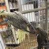 COCKATIELS BABIES READY