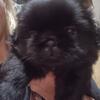 AKC Shih Tzus puppies