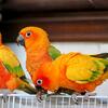 Sun Conures