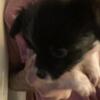 Papillion Male 9 weeks old