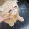 Exotic shorthair kitten