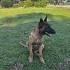 7 Month Malinois