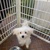 MALTESE Purbred Female Puppy/Dog 