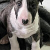 English Bull Terrier Puppy