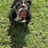 Very Nice 1 year old black tri male English Bulldog
