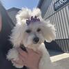 CKC Female Maltese 