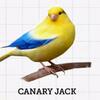CANARY JACK: Wanting and Looking