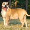 XL American Bully puppies