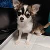 SOLD*****AKC REGISTERED LONG HAIRED FEMALE CHIHUAHUA*****
