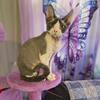 Devon rex male. Buster