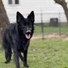 STUD ONLY!! Akc embarked solid black gsd