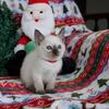 SIAMESE KITTENS FOR CHRISTMAS