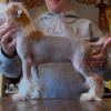 AKC Chinese Crested Puppies (Health Tested)