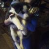 Wolf highbred puppies for sale in Laporte mn