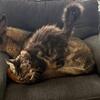 Pure Bred and Ready to register Female brown classic tabby Maine Coon