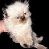 Purebred gorgeous Himalayan kittens ready now