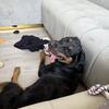 Rottweiler Puppy AKC Registered 