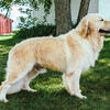 For stud- AKC Golden retriever stud, health tested. 