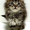CHRISTMAS KITTEN -  Siberian kitten DOB 10-04- 25. PUREBRED, male, health, vax’d, READY TO GO!