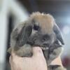 Holland lop *PETS ONLY*