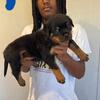 Rottweiler pups 