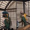 Must reside in Michigan. Blue Throated Macaw Bonded Pair