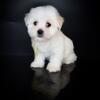 AKC Coton De Tulear(Females and Males)with 1 yr health guarantee