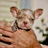 Akc - French Bulldog Puppy - Isabella & Tan Merle Male Carries Fluffy