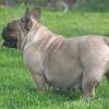 Adult Female French Bulldog Available