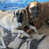 Maspyr-English Mastiff and Great Pyrenees Designer Guardian Breed