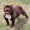 Exotic Chocolate Bully