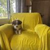 Rescued Australian Shepherd x Border Collie puppy - Please help - 1 left now !