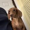 5 years old miniature dachshund female 