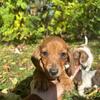 Miniature Dachshund Puppies Available 