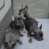 Frenchie puppies (1 month old)