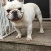 AKC cream French bulldog stud