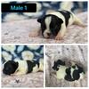 French bulldog puppies 