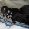 akc chihuahuas puppys 