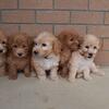 5 beautiful Bichpoos ( Bichon/poodle)