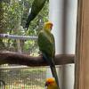 $250 Selling Sun Conure