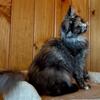 Maine Coon Female Kitten (Demi 221) Available Now in Northwest Ohio