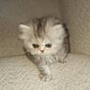 Persian Kitten''s Available Now!