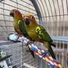 Sun conures 