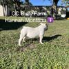 5 Month Old Exotic Bully (Riverview, FL) 