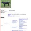AKC Labrador Puppies Full Registration 