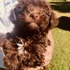 Toy poodle