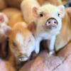Mini Pigs Registered 